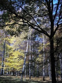 Černý les u Šilheřovic II: Černý les u Šilheřovic II