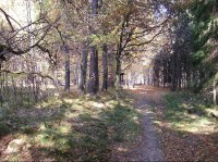 Černý les u Šilheřovic II: Černý les u Šilheřovic II
