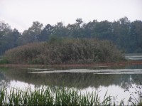 Košťálovický rybník: Košťálovický rybník - ostrůvek uprostřed rybníka