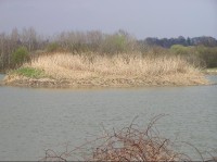 Košťálovický rybník: Košťálovický rybník