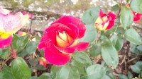 kvetoucí Růžová zahrada