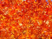 Podzimní zlato: Podzim - Rudka u Kunštátu