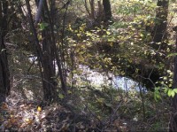 Hradský potok: Hradský potok je malý tok protékající divokým, neupravovaným podrostem.