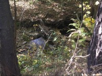Hradský potok: Hradský potok je malý tok protékající divokým, neupravovaným podrostem.
