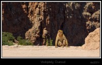Pozorující makak