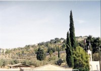 JERUZALÉM II - 24: Getsemanská zahrada na Olivové hoře, odtud se Ježíš naposledy vypravil do Jeruzaléma, po té co ho Jidáš zradil... Olivové stromy jsou velmi zajímavé, ikdyž jsou spáleny (požár apod.) - znovu vyrazí nové ratolesti z kořenů ukrytých 