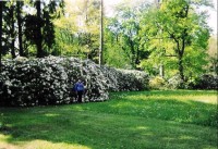 lázeňský park: kvetoucí rododendrony