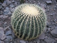 kaktus