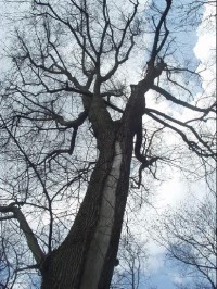 chráněný strom