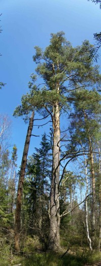 Jak bylo autorovi sděleno entomology z Č.B., tak toto je borovice lesní. Blatka má celý kmen černý!
