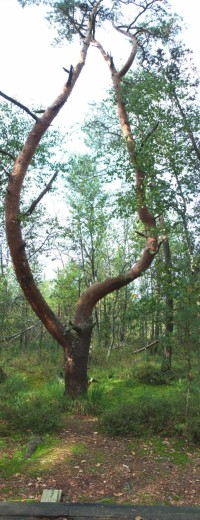 Zvláštní tvary borovice lesní. Jak jsem se dozvěděl od entomologů, borovice 