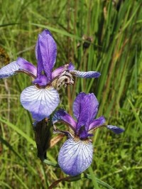 Iris sibirica: Detail kosatca sibirského z Hostovických lúk