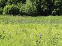 Hostovické lúky: Prírodná rezervácia s výskytom Iris Sibirica