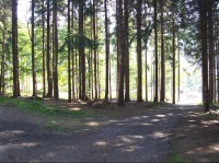 Cesty: Lesní cesty u rozcestníku, vpravo dolů směrem na Lukavec, vlevo neznačená