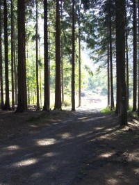 Cesta: Lesní cesta směrem na Lukavec