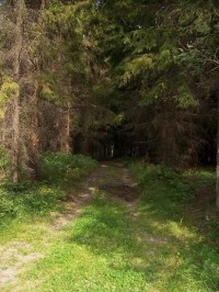 Cesta: Cesta směrem na Bohučovice
