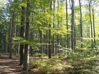 Buky: Bukový les