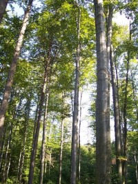 Buky: Bukový les