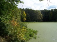 Rybník: Pohled na rybník z hráze