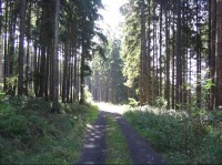 Bruntálský les