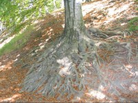 kořeny staletých buků
