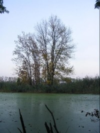 Malý Budní rybník