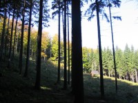 pohled z lesa na paseku pod vrcholem