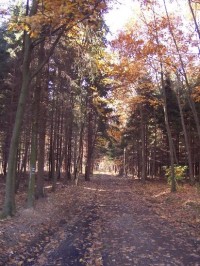 modrá přes les Rovná, Bobrůvčák teče v lese vlevo