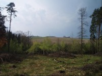 pohled na kopec Řepník od potoka Hluboký