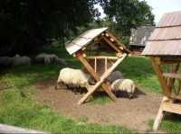 valašská dědina: ovce "valašky"