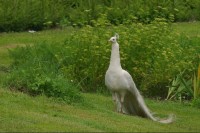 Páv v zámecké zahradě: Bílý páv v zahradě zámku v Chotěboři