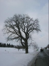 Strom: Koštice jsou za cedulí a  z druhé strany zajímavý strom