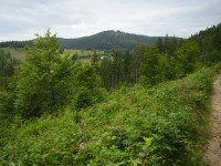 Bendoszka Wielka - pohled na vrchol z pěšiny ze sedla Przełęcz pod Banią do sedla Przełecz Przegibek (červen 2013)
