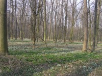 porosty sněženek v lese Bažantula (březen 2008)