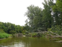 Národní přírodní rezervace Ramena řeky Moravy (1.část)