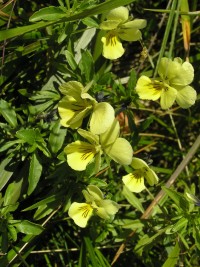 Violka žlutá sudetská - (Viola lutea sudetica) - ilustrařní foto