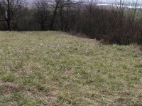 U Strejčkova lomu - porosty koniklece (Pulsatilla grandis)(duben 2011)