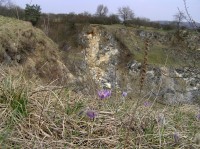 U Strejčkova lomu - porosty koniklece (Pulsatilla grandis)(duben 2011)