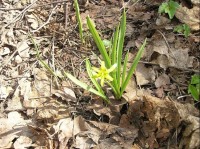 Křivatec žlutý (Gagea lutea): hojná jarní cibulovina Poodří