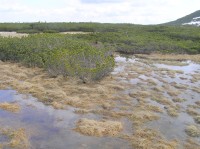 Úpské rašeliniště (květěn 2009)