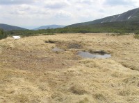 Úpské rašeliniště - začíjajízí tok Úpy (květěn 2009)