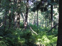 NPR Radhošť- horský prales