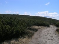 Národná prírodná rezervácia Pilsko - klečové porosty na vrcholovém zploštění (květen 2011)