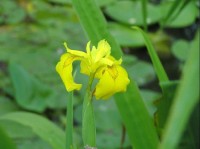 Kosatec žlutý (Iris pseudacorus) - detail květu