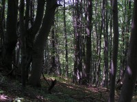 NPR Bránica - bukový les na západních úbočích Baraniakov (srpen 2012)