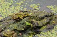 Třemešské rybníky
