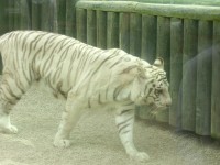 bílý tygr