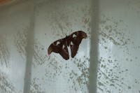 Motýlí dům Žirovice