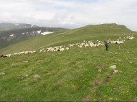 bača s ovcemi