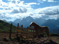 Dolomity-Gardeccia: Horský kůň